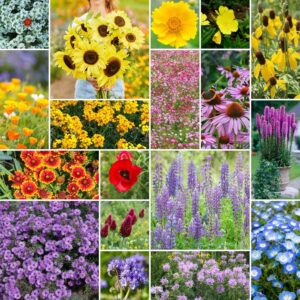 Eden Brothers The Bees Knees Wildflower Mixed Seeds for Planting, 1/4 lb, 120,000+ Seeds with Siberian Wallflower, Cosmos | Attracts Pollinators, Plant in Spring or Fall, Zones 3, 4, 5, 6, 7, 8, 9, 10